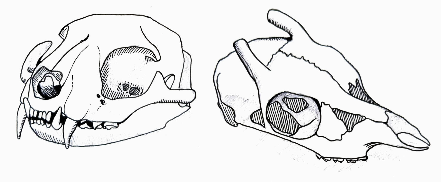 Animal Skulls (2023)