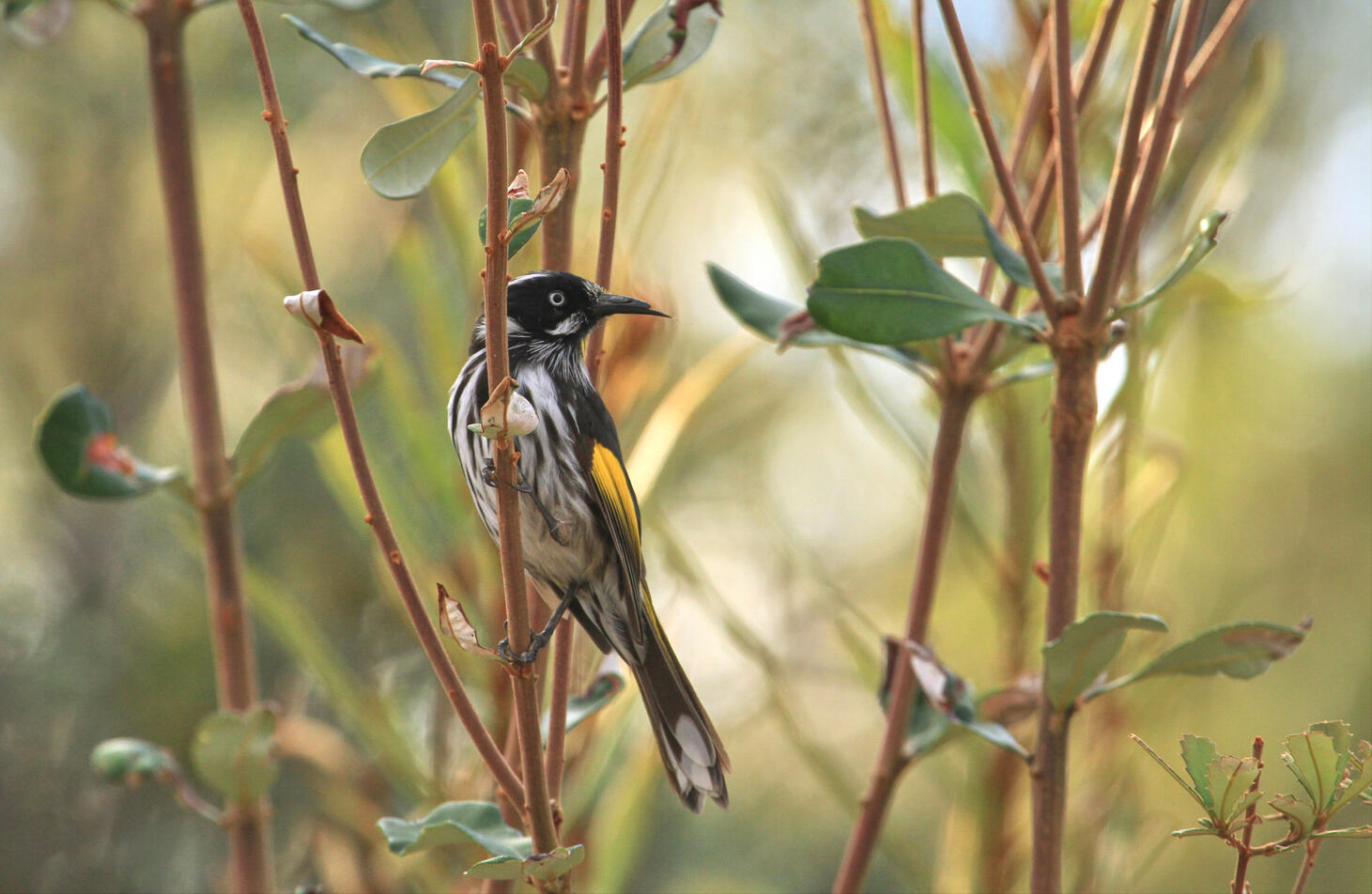 New Holland Honeyeater