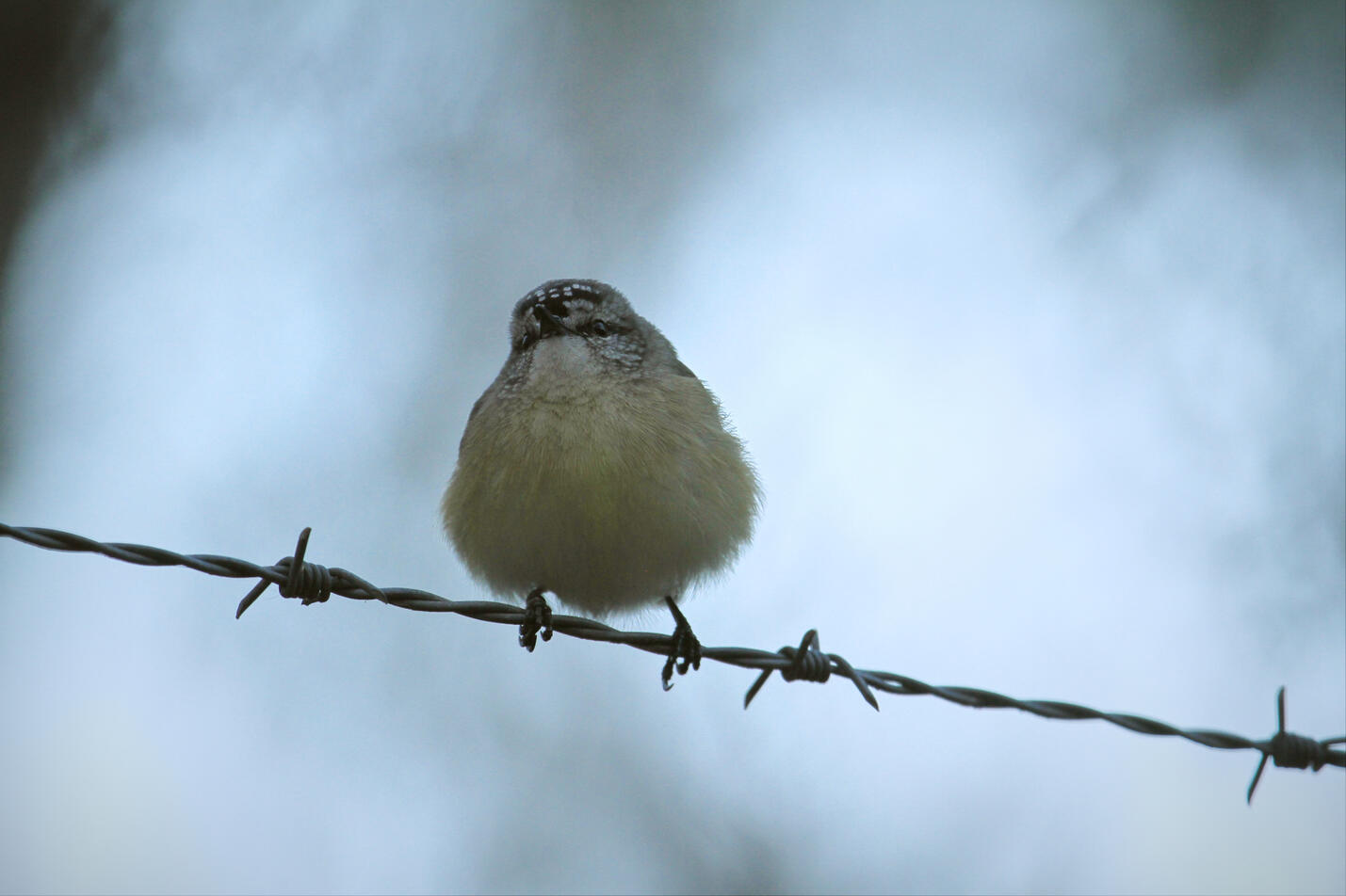 Yellow-rumped Thornbill