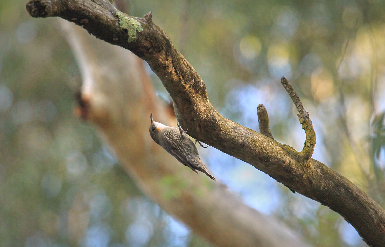 White-throated Treecreeper