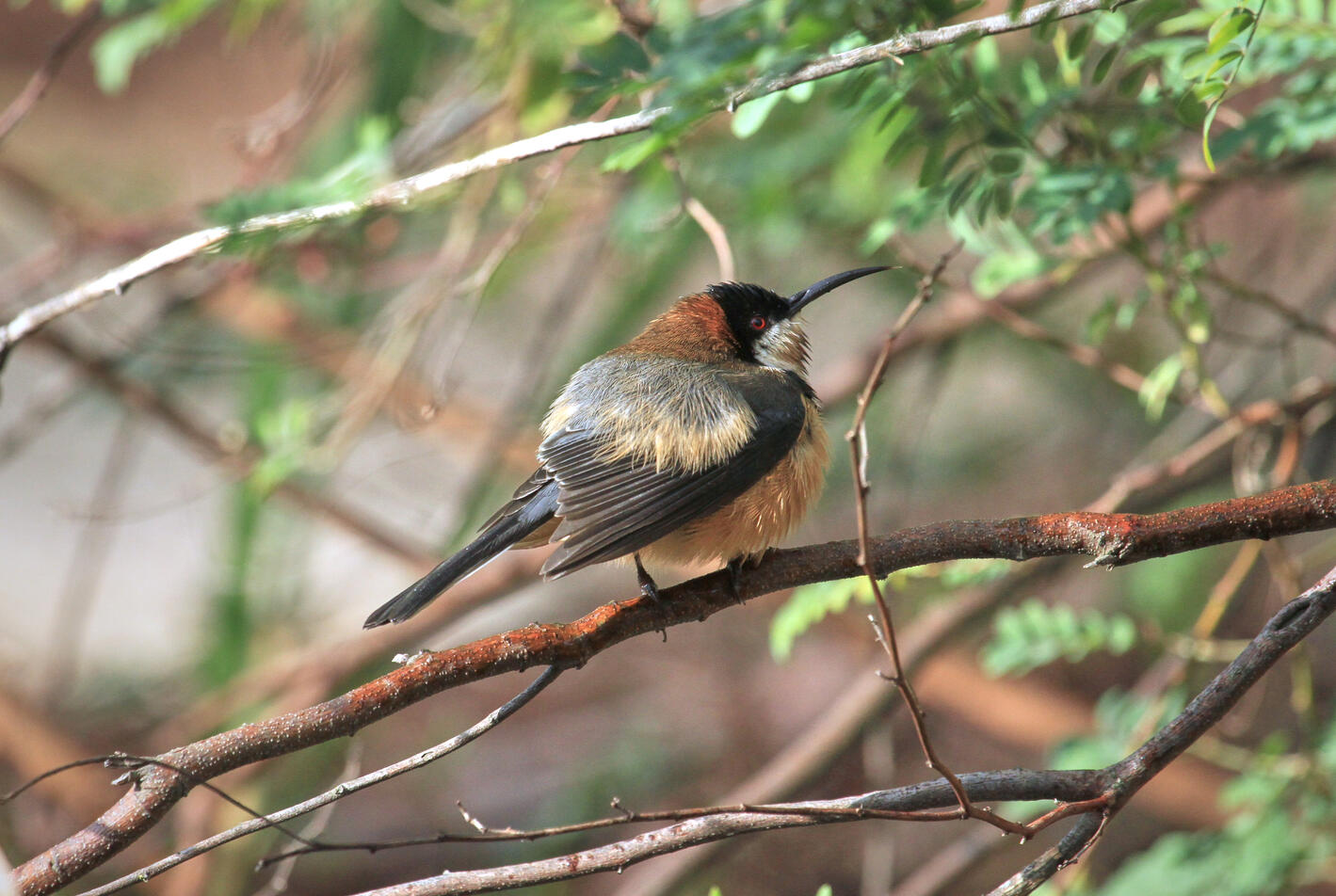 Eastern Spinebill