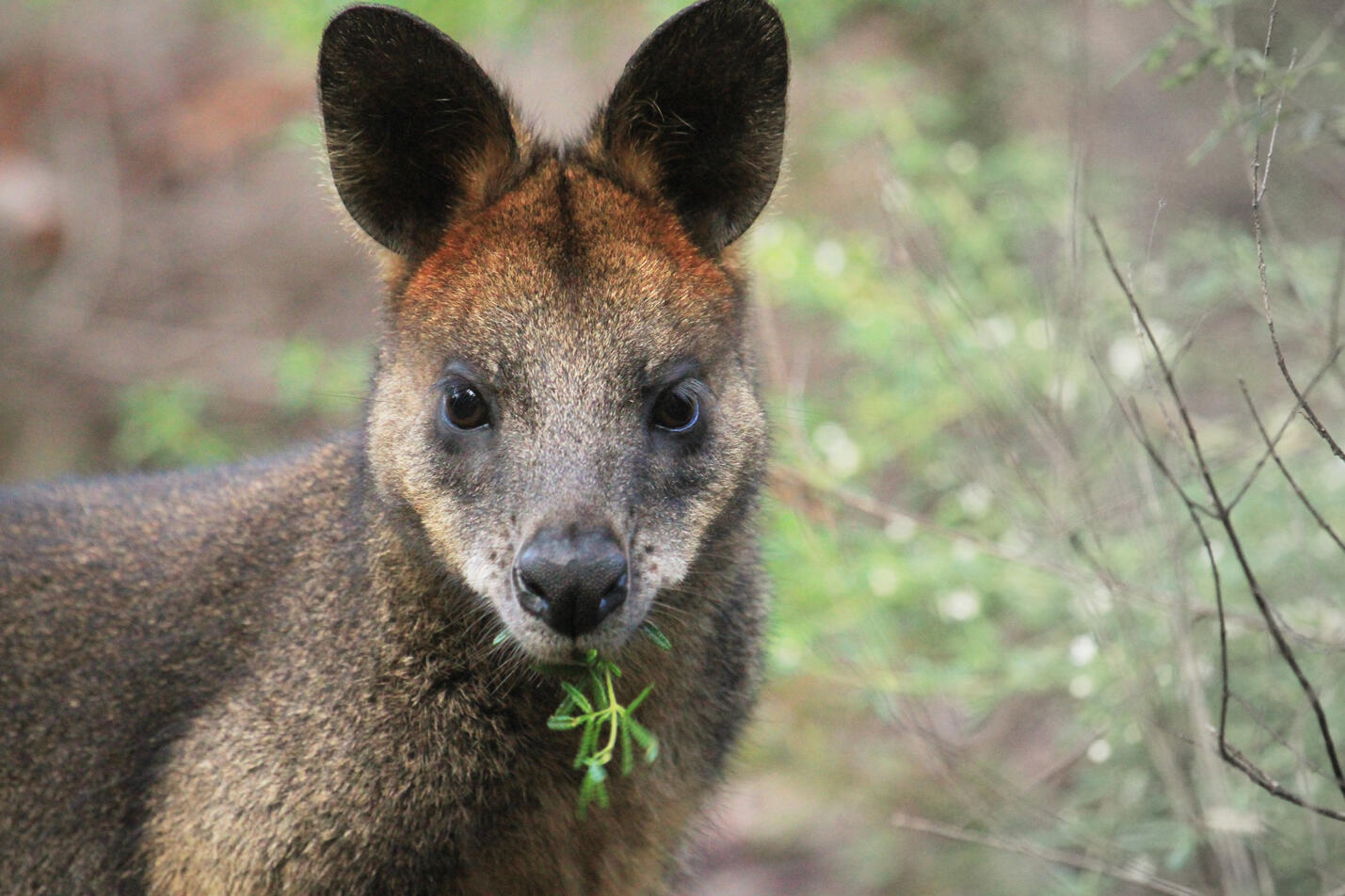 Swamp Wallaby