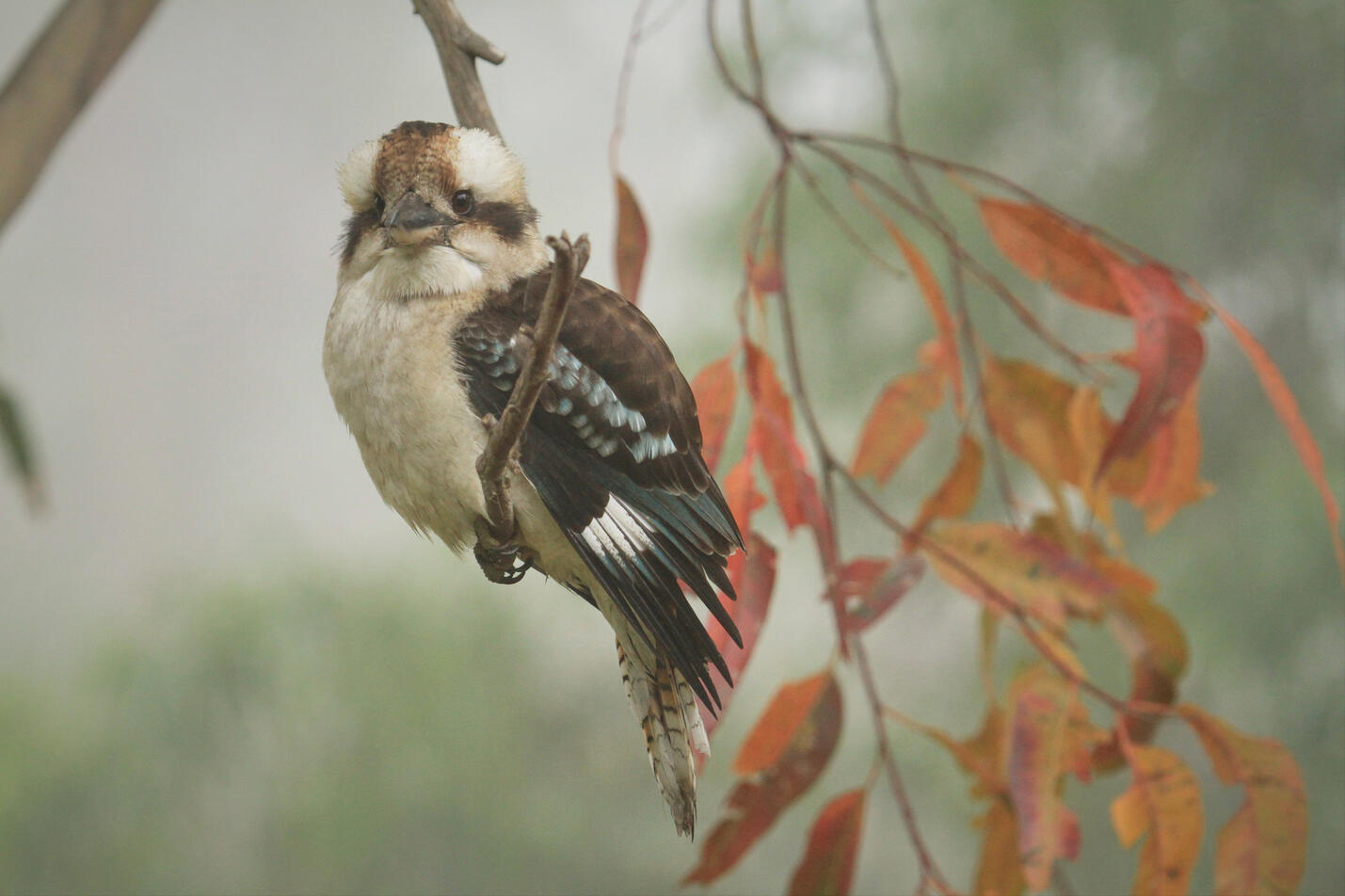 Kookaburra